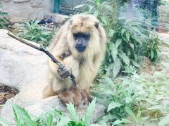 -泉州海丝野生动物世界