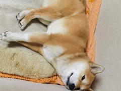 -北京观赏动物医院·24小时大型综合·猫专科·异宠专科
