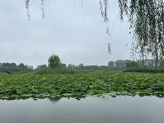 -白洋淀景区