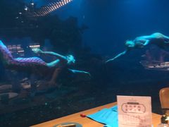 -海棠湾洲际-涛·海底餐厅·美人鱼·自助餐·海底隧道
