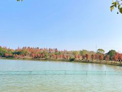 -上海海湾国家森林公园