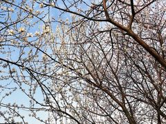 -桃花堤公园