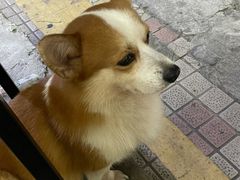 栗子-小梁哥云吞面(黄贝岭店)