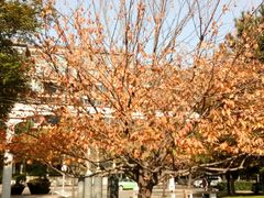 -唐城墙遗址公园