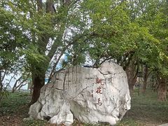 -金鸡湖桃花岛