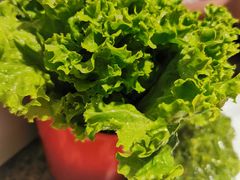 绿油油的生菜-猪啊牛呀羊啊铜盘烤肉(正大广场店)