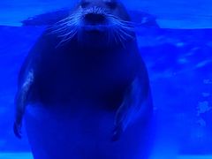 -上海海昌海洋公园