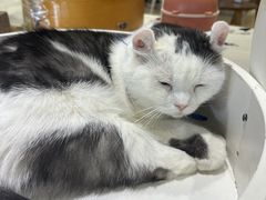 -藏猫猫咖啡主题馆(中央大道店)
