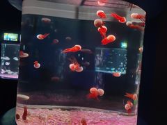 -欢乐海岸海洋奇梦馆