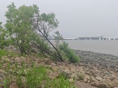 -吴淞炮台湾湿地森林公园烧烤区