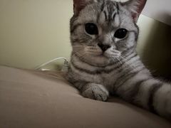 -美联众合宠物医院·爱萌分院·内外科·猫科中心