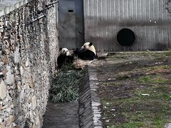 -卧龙中华大熊猫苑神树坪基地