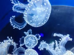 -海合安天津极地海洋公园