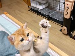 -东方名猫馆·英短金渐层布偶猫舍(环线广场1号楼店)