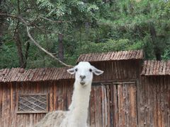 -沈阳森林动物园