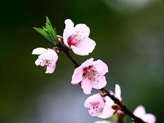 -燕郊植物园