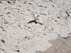 -黄金海岸