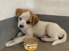 -北京恒爱动物医院(清景园分院)