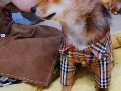-逗柴咖啡屋·狗咖猫咖宠物桌游