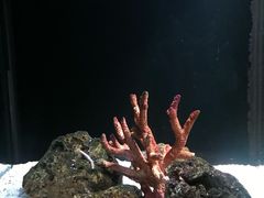 -暹罗海洋世界