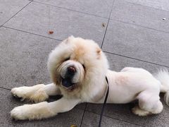 -重庆市江北嘴中央商务区中央公园