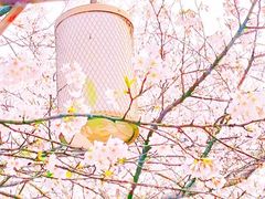 -顾村公园