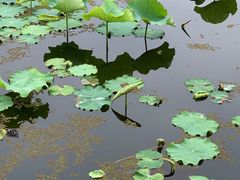 -荷塘月色湿地公园·向阳花洲
