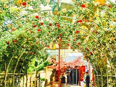 -单家老院·院子里的青岛菜(沙子口店)