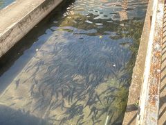 -天源渔港农庄