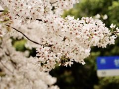-玛格萝妮比萨屋(四平店)