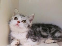 -十年猫舍·猫咪专门店(普陀店)