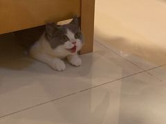 -袖虎·猫馆(体育西路店)