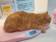 -御宝贝·A梦猫科宠物医院(国际猫友好医院)