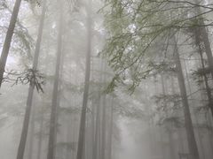 -武陵山森林公园