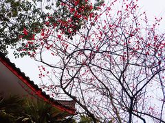 -南山植物园