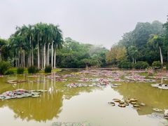 -中国科学院西双版纳热带植物园