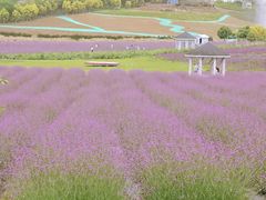 -紫颐香薰山谷景区