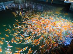 -长春市南湖公园