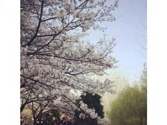 -武汉大学-樱园