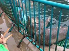 -秦皇岛乐岛海洋王国