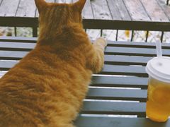 -喵屿·大理花园猫咖