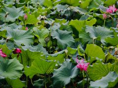-杭州植物园