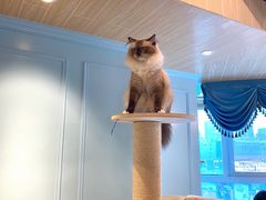 -遇见羊驼·奶狗咖·布偶猫咖·法斗柯基柴犬阿拉斯加(春熙路太古里IFS店)