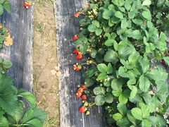 -青浦采草莓天天草莓园