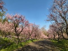 -上海海湾国家森林公园
