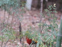 -成都大熊猫繁育研究基地
