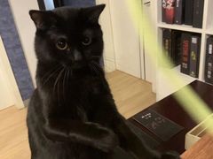 -猫尾侦探俱乐部·剧本杀·狼人杀