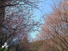 -广州市白云山风景名胜区