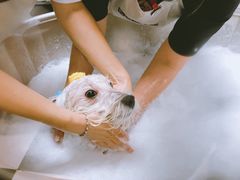 -Oh My Dog宠物沙龙(伊珊娜皮毛护理店)