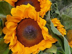 -循礼门鲜花花市(武汉循礼门店)